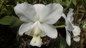 Cattleya dolosa alba