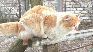 Утренняя РУТИНА ХОМЯКОВОДА / Уборка у хомяка Рыжика / морские свинки и кот Вася /Alisa easy Pets