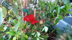 💐✿#VEDA 20 Updated on my Mandavilla vine flowers,hibiscus and gladiolus flowers ✿💐