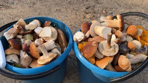 Грибы. Сбор грибов. Собираем белые грибы. Тихая охота