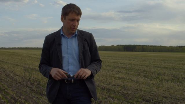 Пшеница двуручка Караван. Ставим эксперимент.