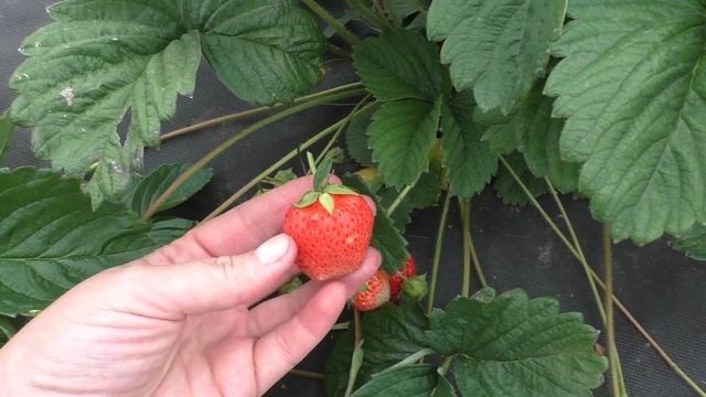 АНАНАСНАЯ очень вкусный сорт земляники садовой крупноплодной