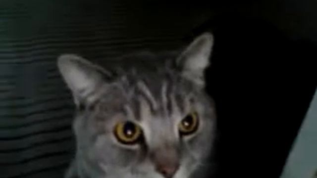 Кот-который меня не любит. (Cat) смотреть онлайн