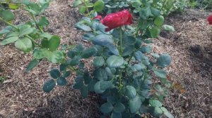 Розы Усынина. Как развиваются.