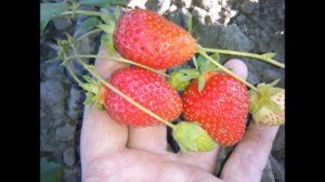 Слайд-шоу ФАВОРИ  - сорт земляники(клубники) НСД