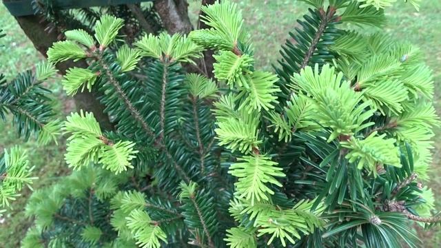 Abies alba 'Pyramidalis' смотреть онлайн