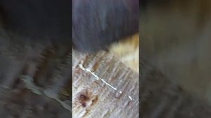 Сбор живицы пихтовой.