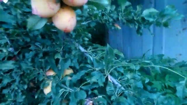 Алыча"Кубанская комета" смотреть онлайн