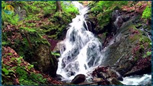 Звуки природы. Успокаивающие звуки лесного водопада ✦ Пение соловья в лесу ✦ Пение Птиц ✦ Релакс