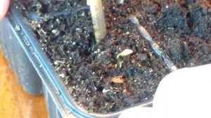 ?? Туя западная из семян. Нужна ли стратификация?