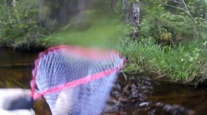 Поклёвка язя 1,3 кг