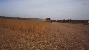 Комбайн ДОН - 1500 молотит сою Полное видео DON-1500 harvester threshing soy #vseklevo #синийтракто