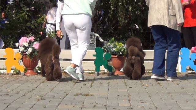47  Моно пуделей. Челябинск 28.08.2022. Сравнение на ЛПП. коричневые,миниатюра смотреть онлайн
