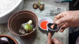 Гиппеаструмы. Детки посадила, и опять все неправильно!