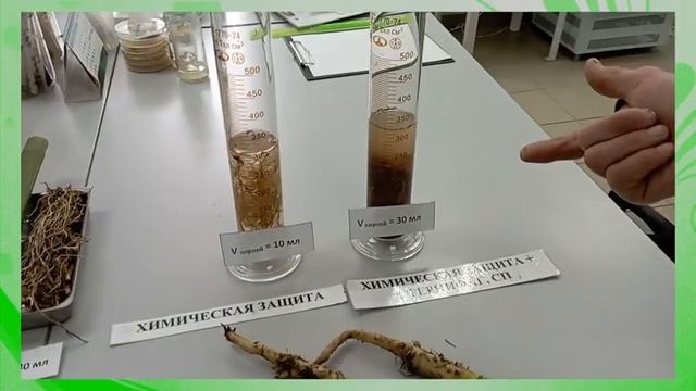 Влияние Стернифаг СП на корневую систему подсолнечника смотреть онлайн