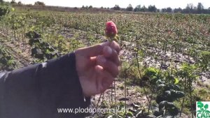 Малина сорт Маросейка