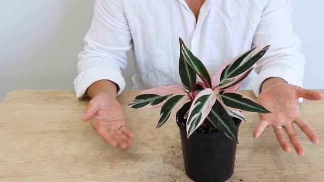How to grow Stromanthe sanguinea Stromanthe triostar care for indoor смотреть онлайн