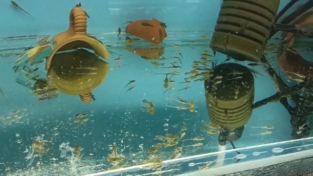 Стурисома Панамская (Кормление и совместное содержание с другими сомиками). смотреть онлайн