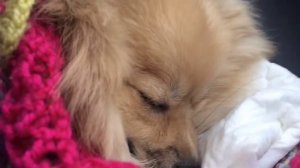 Стерилизация собаки. Стерилизовали ШПИЦА. 1 день|07.03.19