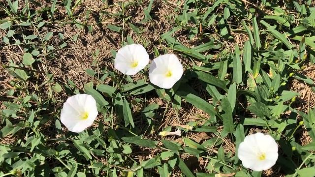 Convolvulus arvensis Kahkaha Çiçeği (Tarla Sarmaşığı, Çit Sarmaşığı) Ackerwinde IMG 5711 смотреть онлайн