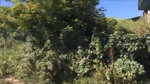 Берёзовка  2015(4)