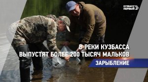 В реки Кузбасса выпустят более 200 тысяч мальков