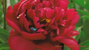 Пион травянистый Мадам Годишо (madam-godisho) ? обзор: как сажать, луковицы пиона Мадам Годишо