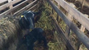 Кормление овец в зимний период. Завозим сено на ферму на тракторе  Т-40АМ.