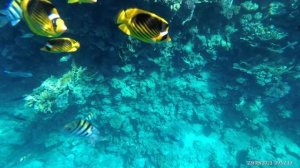 Reef Oasis Blue Bay Resort & Spa 5* Наш отдых в Египте ОЧЕНЬ подробный отзыв (1 серия)
