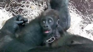 Baby Gorilla - Munich Zoo - Tierpark Hellabrunn