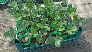 Зимняя рассада Альба 2024