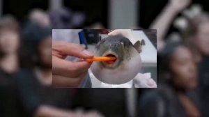 Топ 15 мемов с Танцующим гробом Заключение / Top 15 is Coffin Dance Meme Conclusion