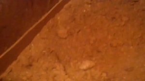 Разведение, выращивание и содержание индюков и индюшат на глубокой подстилке.