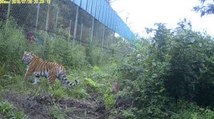 Тигрица Филиппа в ПРОО "Центр "Тигр" (июль 2016)/Tigress Philippa at PRNCO "Tiger Center"(July 2016