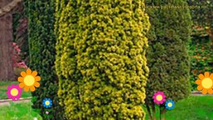 Тис ягодный Фастигиата Ауреа. Краткий обзор, описание характеристик taxus baccata Fastigiata Aurea