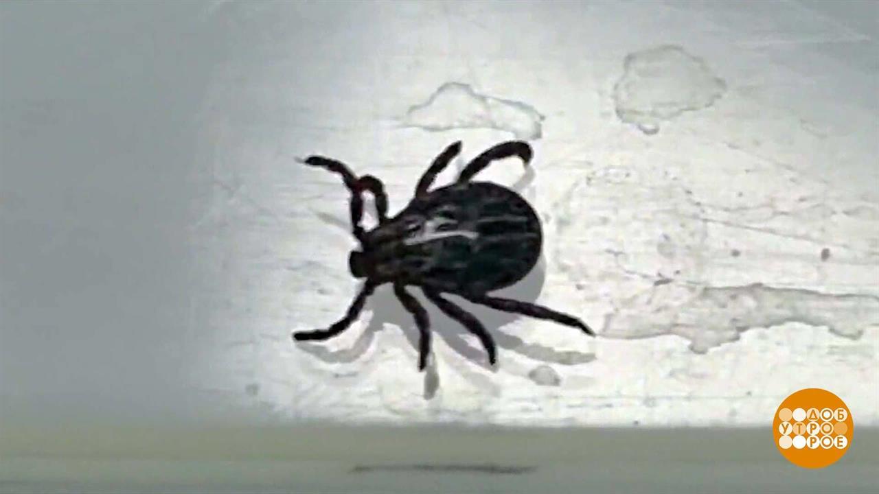 Клещи не спят! Доброе утро. Фрагмент выпуска от 29.09.2023