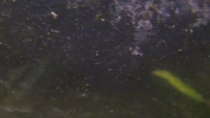 Содержание гаммаруса в аквариуме / The content of gammarus in the aquarium