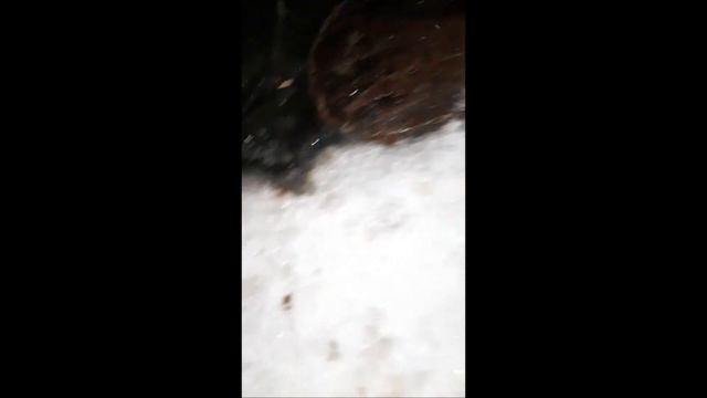 Рыба задыхается подо льдом