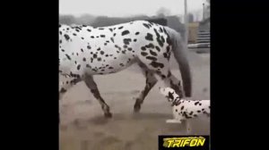 Dog and DALMATIAN Horse (funny)