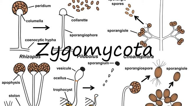 How to Pronounce Zygomycota? смотреть онлайн