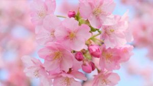 Манит сердце мечтою...