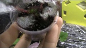 Приехали НОВИНКИ!Перспективные детки.Просто ВОСТОРГ!ПЕПЕРОМИЯ,КОРОЛЕСКИЕ Бегонии,КАЛЛИЗИЯ!!PROSTO_L