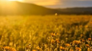 Всё ли предопределено в этой жизни