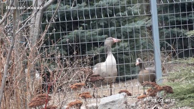 Дикие Серые гуси (Anser anser) смотреть онлайн