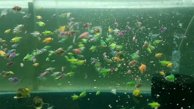 Корм для аквариумных РЫБОК, ОМЛЕТ(каша) своими руками. смотреть онлайн