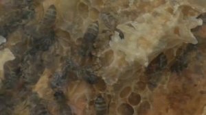 Почему пчелы строят над рамками