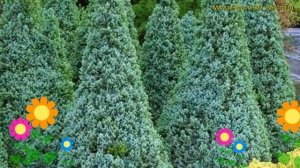 Ель канадская Сандерс Блю. Краткий обзор, описание характеристик picea glauca Sander&#039;s Blue