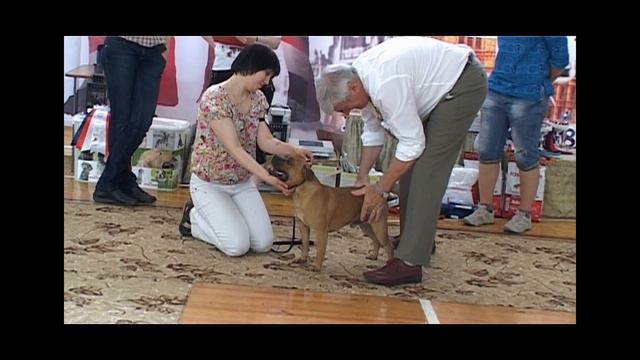 Национальная выставка стаффордширских бультерьеров 8.06.13, г Новосибирск смотреть онлайн