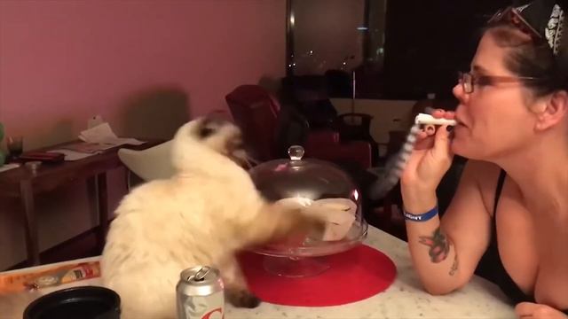 Самые смешные видео с животными / Приколы с кошками и собаками смотреть онлайн