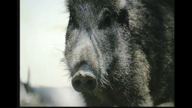 Потапов Владимир - ДУРАКИ И ДОРОГИ смотреть онлайн